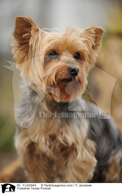 Yorkshire Terrier Portrait / YJ-02944