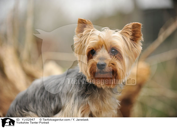 Yorkshire Terrier Portrait / YJ-02947