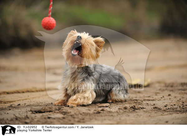 playing Yorkshire Terrier / YJ-02952