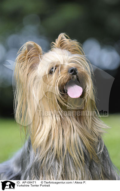 Yorkshire Terrier Portrait / AP-08471