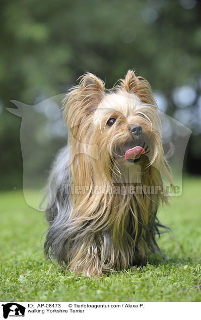 walking Yorkshire Terrier / AP-08473