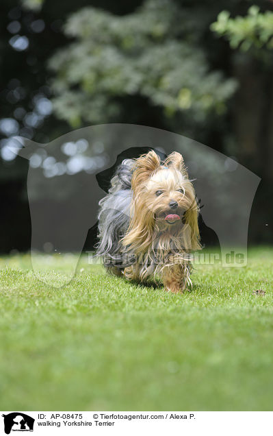 walking Yorkshire Terrier / AP-08475