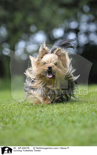 running Yorkshire Terrier / AP-08476