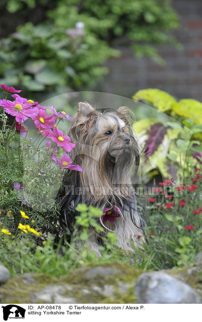 sitting Yorkshire Terrier / AP-08478
