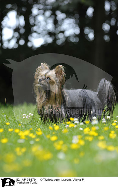 Yorkshire Terrier / AP-08479