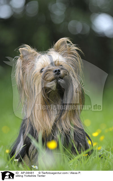 sitting Yorkshire Terrier / AP-08481