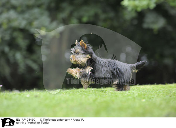 running Yorkshire Terrier / AP-08490