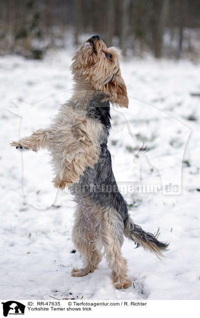 Yorkshire Terrier shows trick / RR-47635