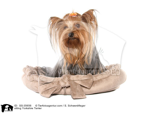 sitting Yorkshire Terrier / SS-35656