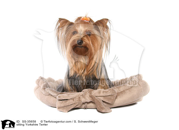 sitting Yorkshire Terrier / SS-35658