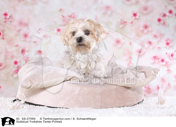 Golddust Yorkshire Terrier Portrait / SS-37569