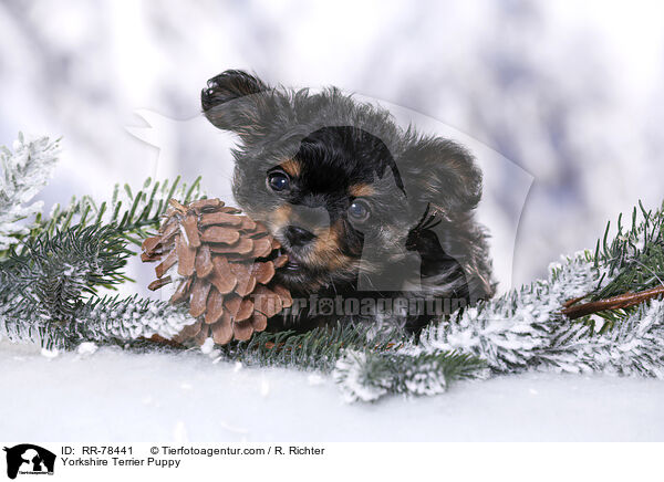 Yorkshire Terrier Puppy / RR-78441