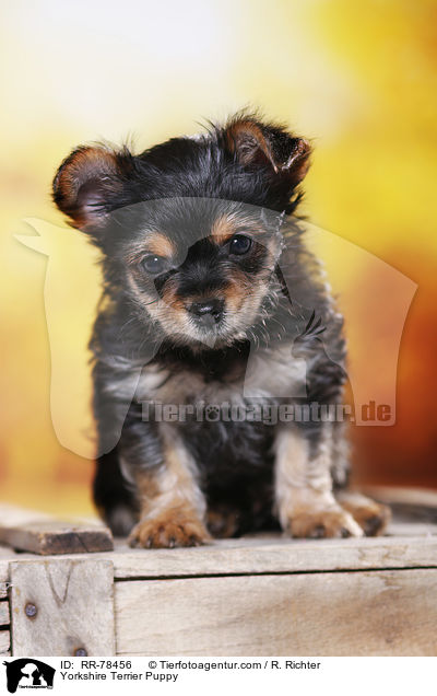 Yorkshire Terrier Puppy / RR-78456