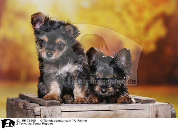 2 Yorkshire Terrier Puppies / RR-78465