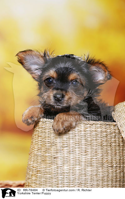 Yorkshire Terrier Puppy / RR-78484