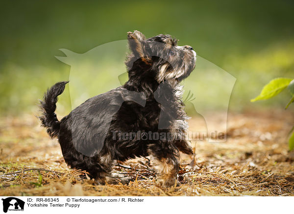 Yorkshire Terrier Puppy / RR-86345