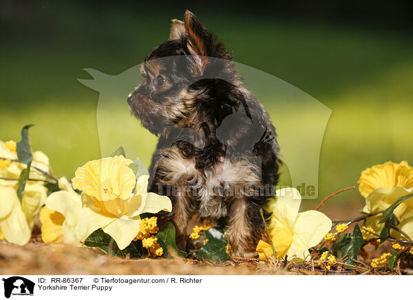 Yorkshire Terrier Puppy / RR-86367