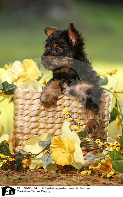 Yorkshire Terrier Puppy / RR-86374