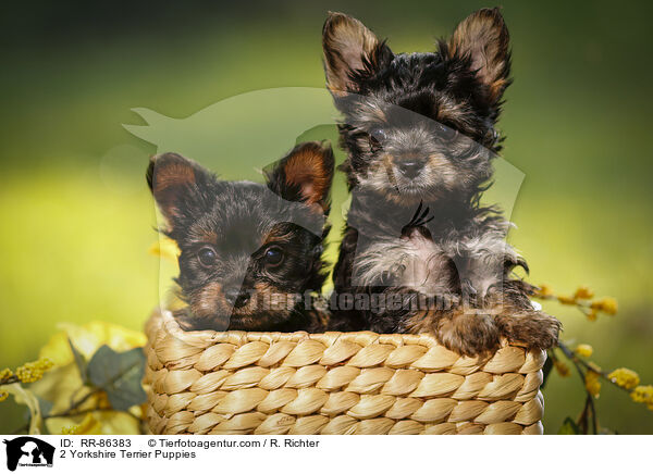 2 Yorkshire Terrier Puppies / RR-86383