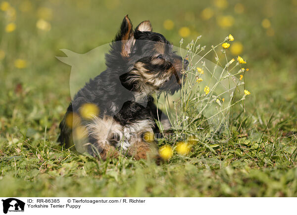 Yorkshire Terrier Puppy / RR-86385