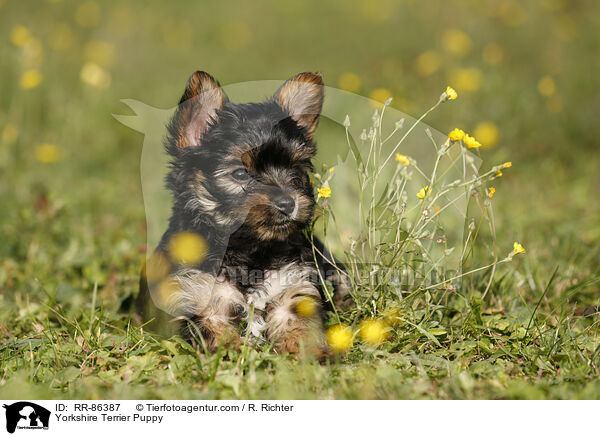 Yorkshire Terrier Puppy / RR-86387