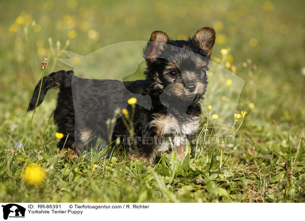 Yorkshire Terrier Puppy / RR-86391