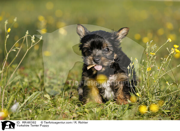 Yorkshire Terrier Puppy / RR-86392