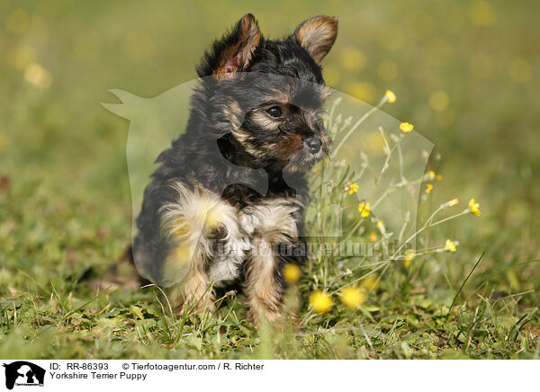 Yorkshire Terrier Puppy / RR-86393