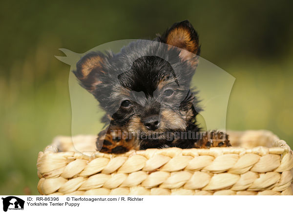 Yorkshire Terrier Puppy / RR-86396