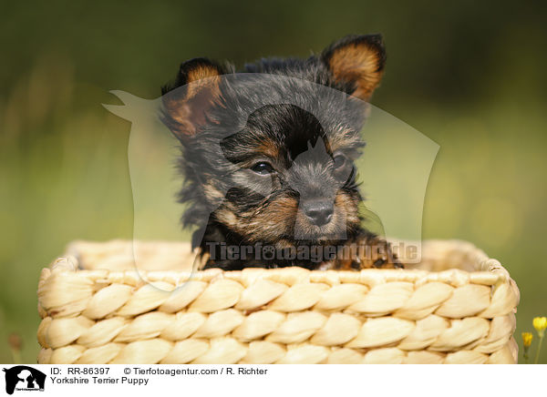 Yorkshire Terrier Puppy / RR-86397