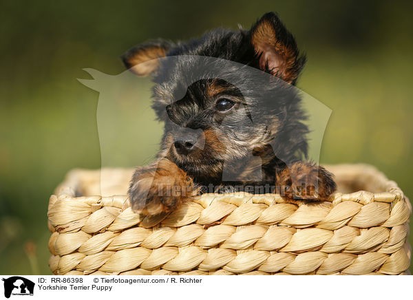 Yorkshire Terrier Puppy / RR-86398