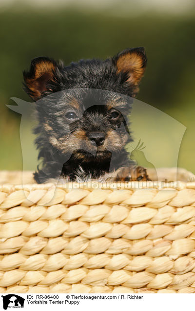Yorkshire Terrier Puppy / RR-86400