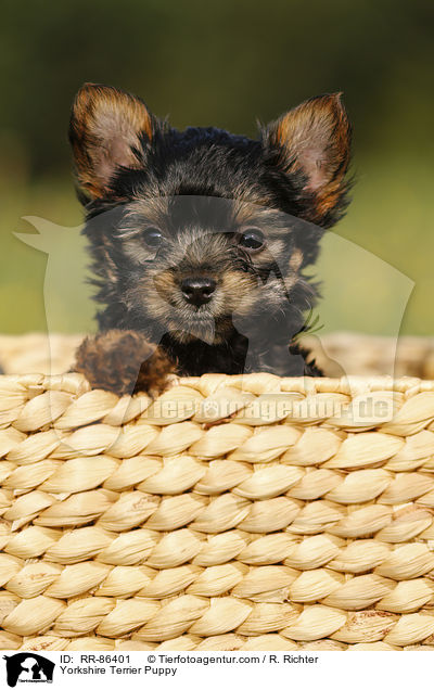 Yorkshire Terrier Puppy / RR-86401