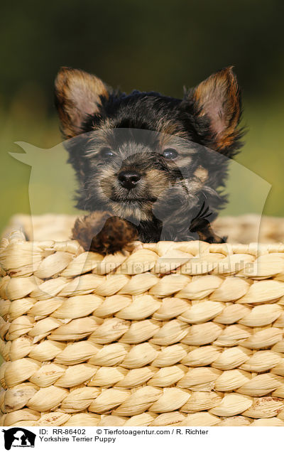 Yorkshire Terrier Puppy / RR-86402