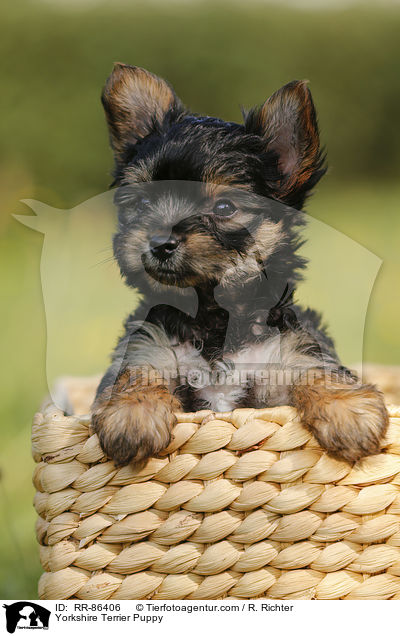 Yorkshire Terrier Puppy / RR-86406