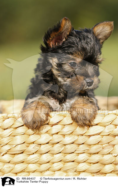 Yorkshire Terrier Puppy / RR-86407