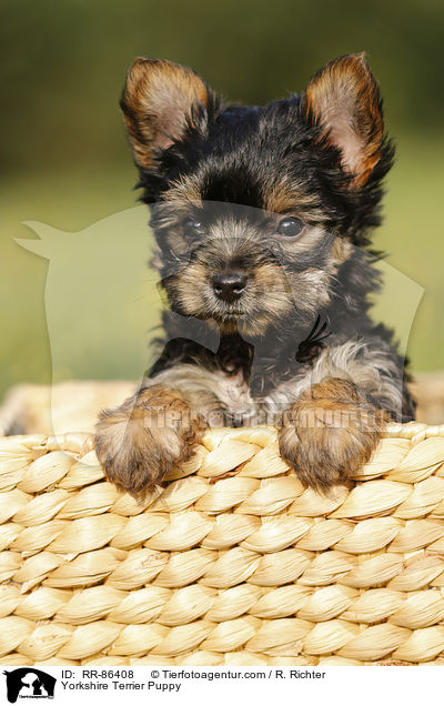 Yorkshire Terrier Puppy / RR-86408