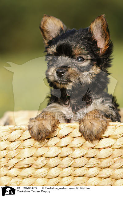 Yorkshire Terrier Puppy / RR-86409