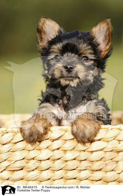 Yorkshire Terrier Puppy / RR-86410