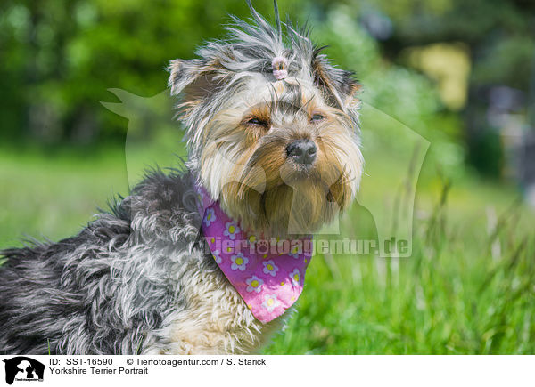 Yorkshire Terrier Portrait / SST-16590