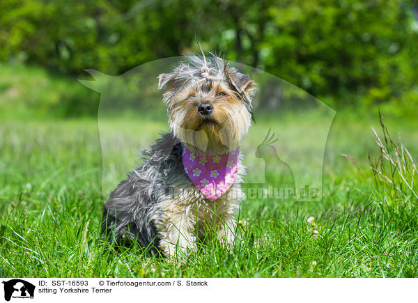 sitting Yorkshire Terrier / SST-16593