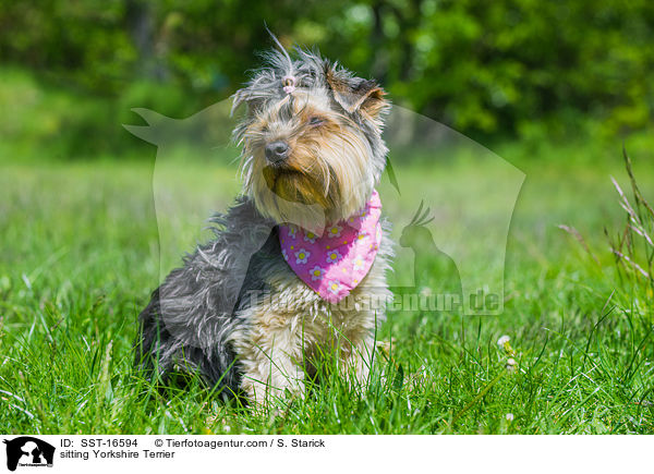 sitting Yorkshire Terrier / SST-16594
