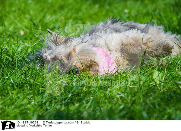 sleeping Yorkshire Terrier / SST-16598
