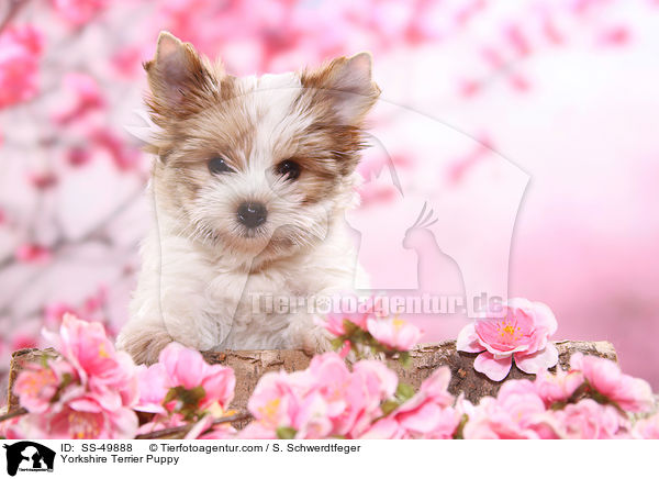Yorkshire Terrier Puppy / SS-49888