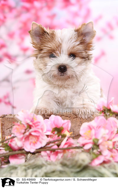Yorkshire Terrier Puppy / SS-49889