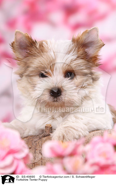 Yorkshire Terrier Puppy / SS-49890