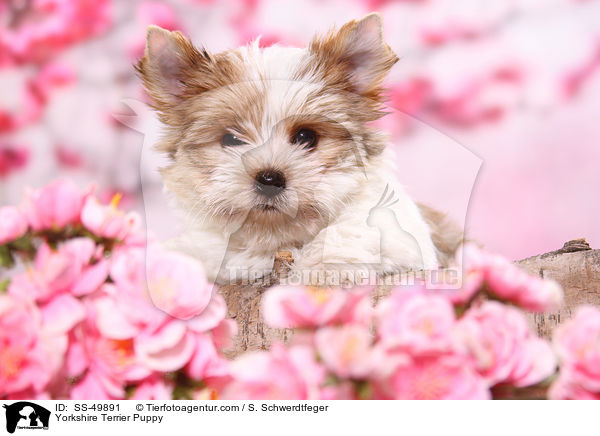 Yorkshire Terrier Puppy / SS-49891