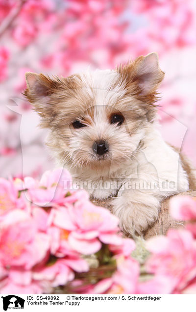 Yorkshire Terrier Puppy / SS-49892