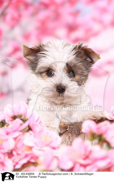 Yorkshire Terrier Puppy / SS-49894