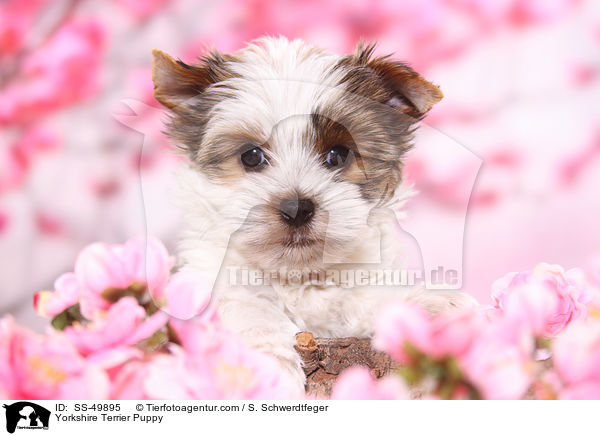 Yorkshire Terrier Puppy / SS-49895